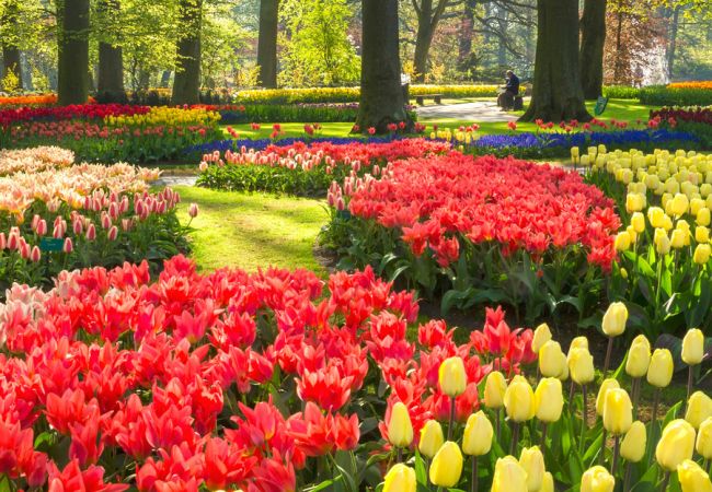 Die Tulpen - Das Wahrzeichen der Niederlande